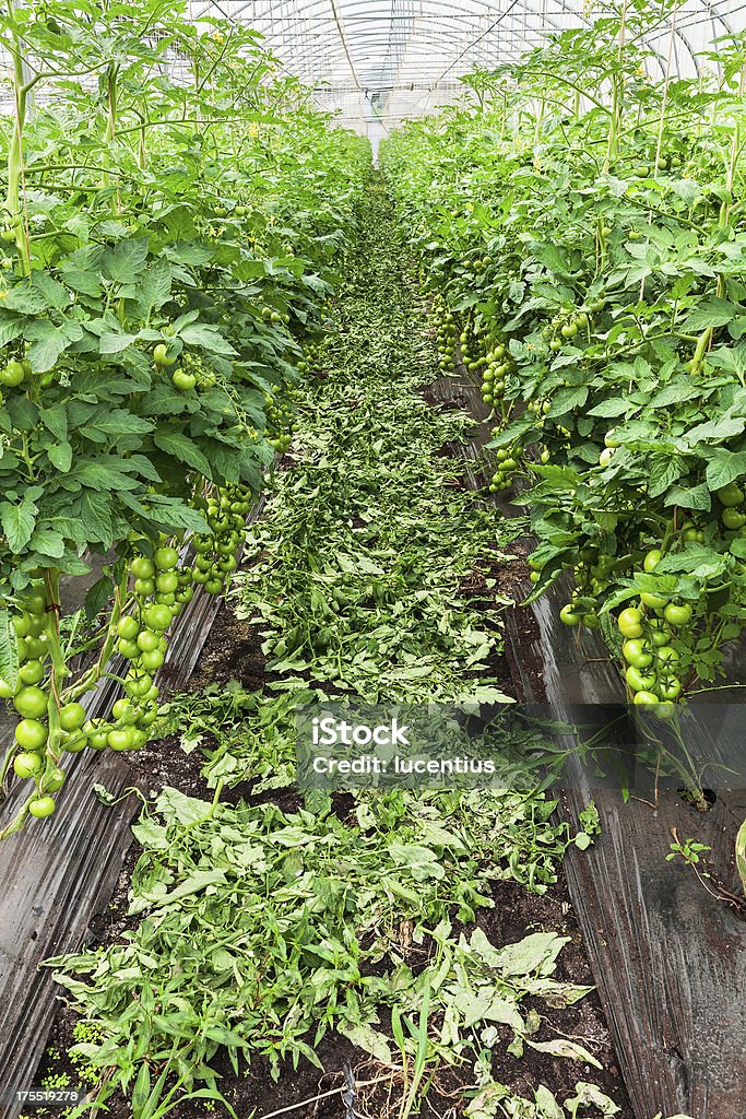 Produzido em Massa de Tomate - Royalty-free Agricultura Foto de stock