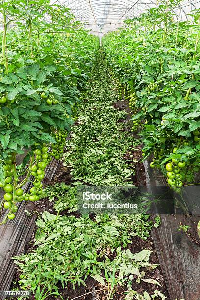 Produzido Em Massa De Tomate - Fotografias de stock e mais imagens de Agricultura - Agricultura, Colheita, Comida