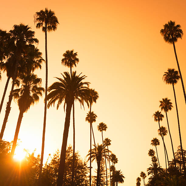 istock Palm tree at sunset on Beverly Hills, California - USA 175519301