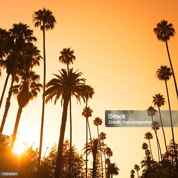 Palmeira Ao Pôr Do Sol Em Beverly Hills Califórniaeua - Fotografias de stock e mais imagens de Sunset Strip