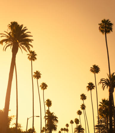 Colorful tropical palm trees landscape. Orange, pink and blue pastel tone palm trees on the skybackground. Copy Space.