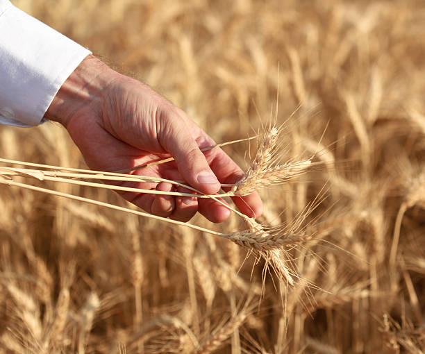 istock Ears of wheat in your hand 175519332