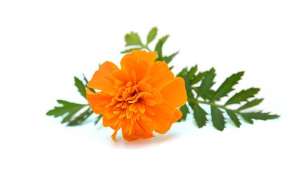 istock Fresh marigold flowers isolated on white background 1755195828