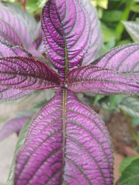 istock Strobilanthes purple leaves 1755196376