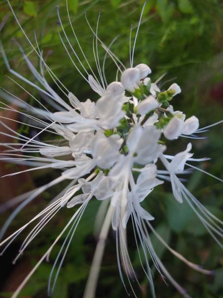 Closeup Flower Orthosiphon aristatus with leaves background Closeup Flower Orthosiphon aristatus with leaves background. Orthosiphon aristatus is a medicinal herb known as cat's whiskers (kumis kucing) orthosiphon aristatus stock pictures, royalty-free photos & images