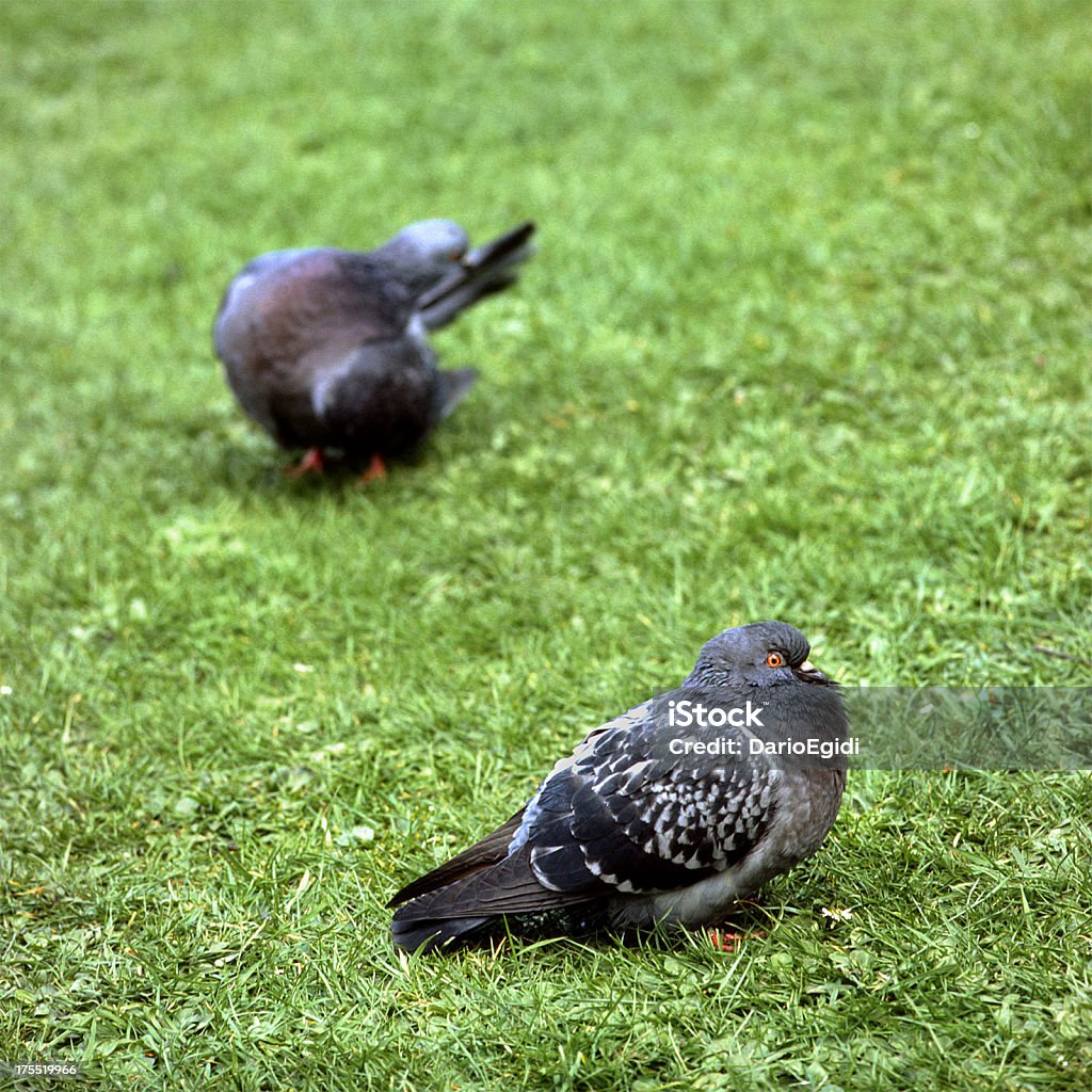 Animali di uccello di piccione - Foto stock royalty-free di Ambientazione esterna