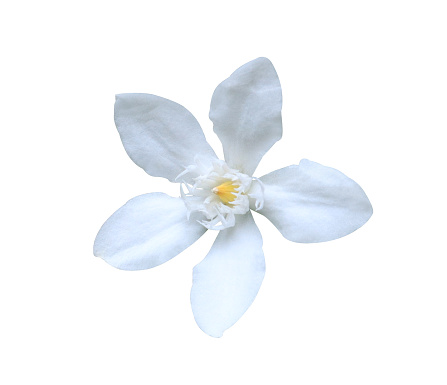 Cape Jasmine or Cape Gardenia flowers. Close up white small flower isolated on white background.