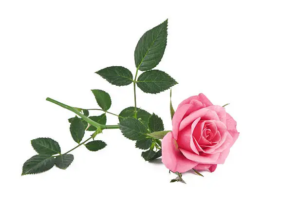 Photo of Pink rose