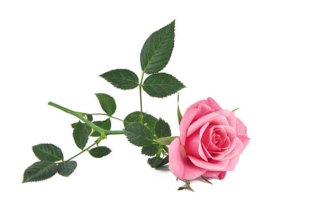 розовый - single object flower single flower studio shot стоковые фото и изображения