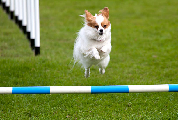 istock Pomeranian Jumping at a Dog Agility Course 175520290