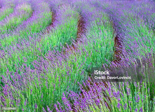 Campo De Lavanda - Fotografias de stock e mais imagens de Agricultura - Agricultura, Ao Ar Livre, Beleza