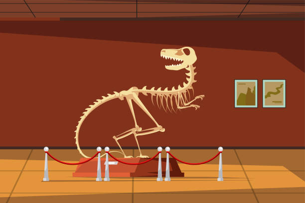 istock Paleontology museum with dinosaur fossils vector illustration. Cartoon paleontological exhibition with prehistoric dino skeleton. Historical artefacts and sculls on pedestals. Science concept 1755206434