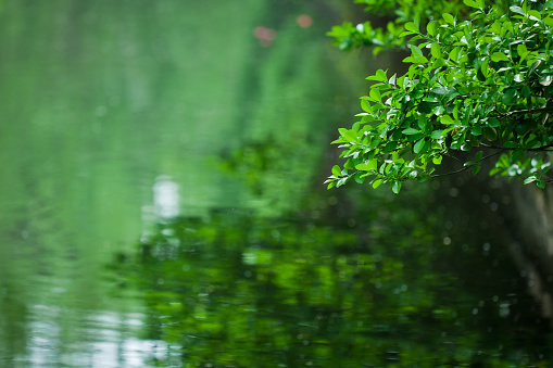 Green trees in water reflection