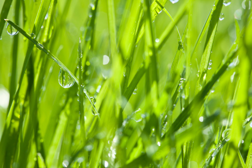 Spring field close-up with green grass and dewdrops