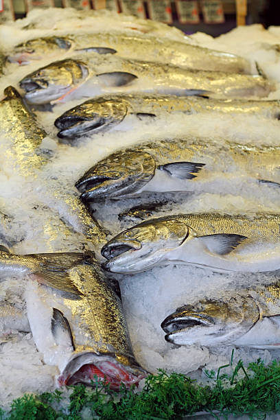 дикая камчатский чавыча - freshness seafood crushed ice salmon стоковые фото и изображения