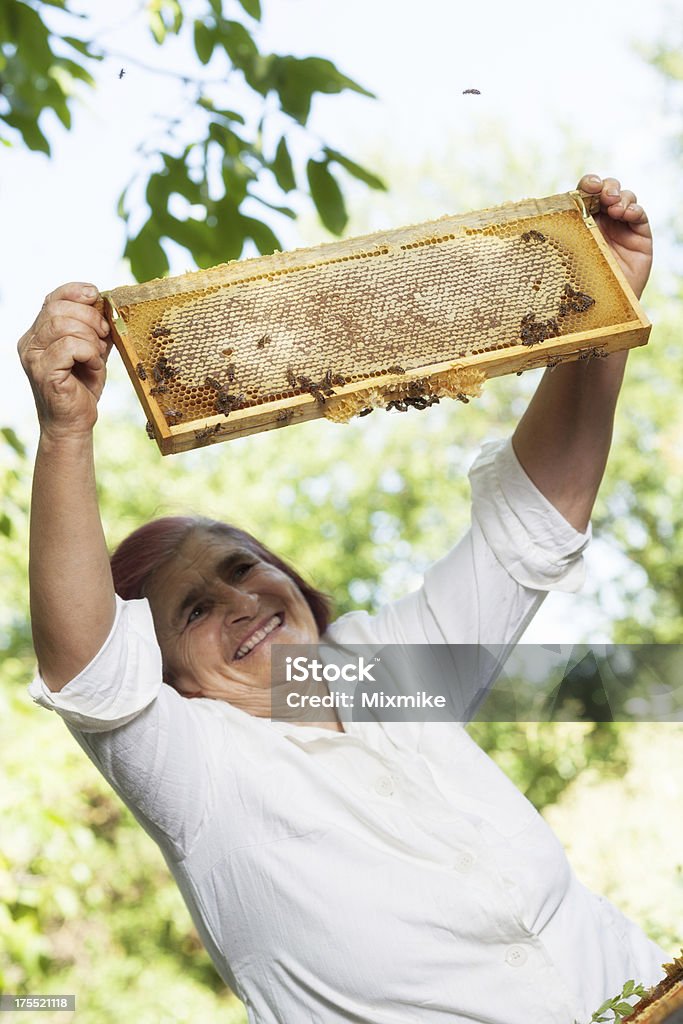 Beekeeper holding honeycomb frame full of honey Beekeeper holding honeycomb frame full of honey ready to be extracted 60-64 Years Stock Photo