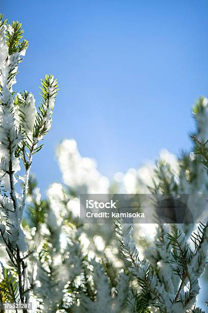 Albero Di Pino Ricoperto Di Neve Infront Di Blu Sky - Fotografie stock e altre immagini di Ago - Parte della pianta