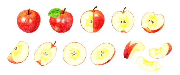 illustrations, cliparts, dessins animés et icônes de un ensemble de pommes délicieuses. illustration à l’aquarelle de fruits dessinés à la main. - pelure pomme