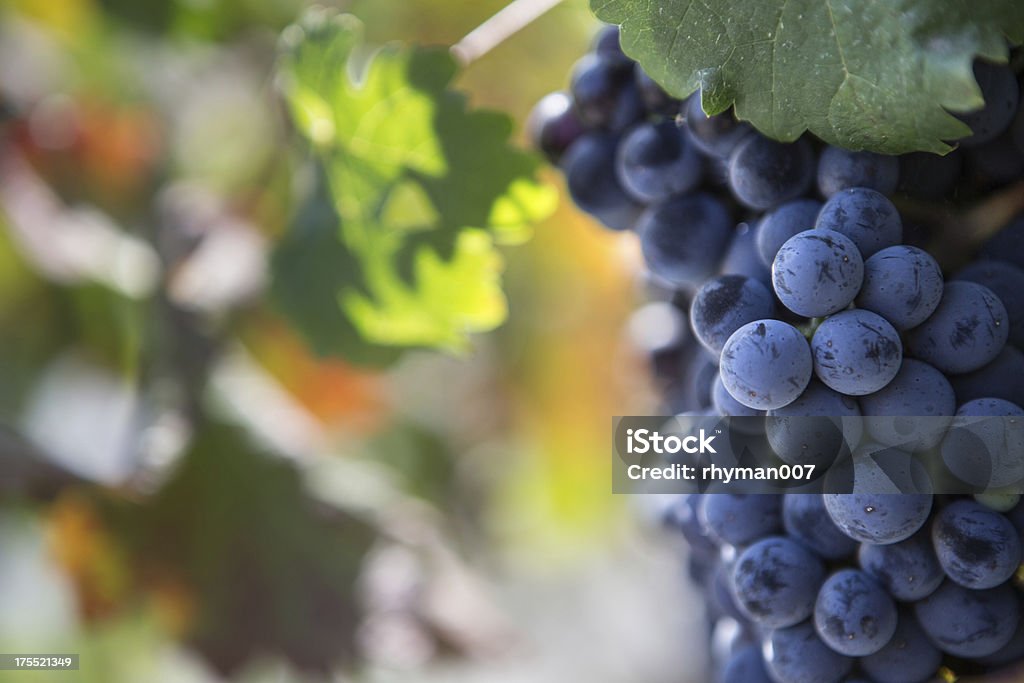Napa Valley winogron w Vinyard - Zbiór zdjęć royalty-free (Alkohol - napój)
