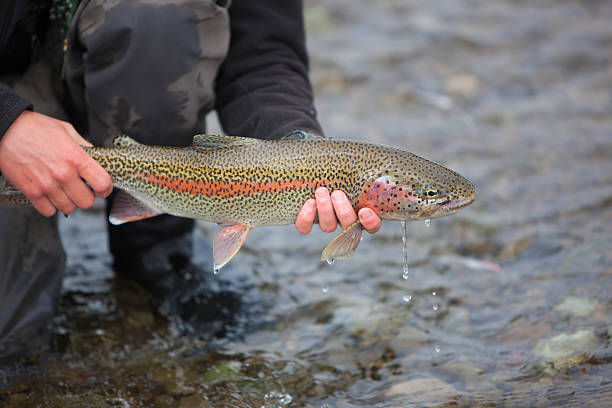 istock Rainbow Trout Caught Fly Fishing in Alaska 175521359