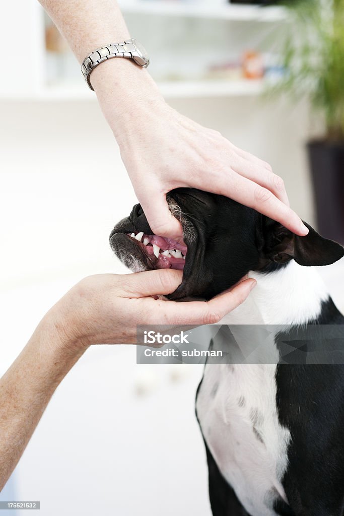 獣医チェック犬の歯 - 2人のロイヤリティフリーストックフォト