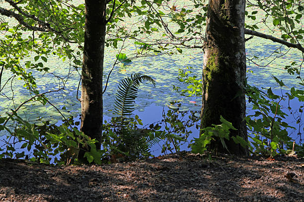 istock Pond on Bowen Island 175521760