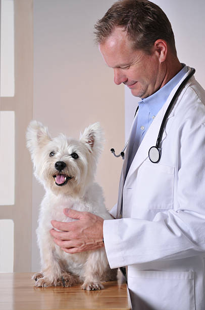 istock West Highland Terrier at the Veterinarian's Office 175521815