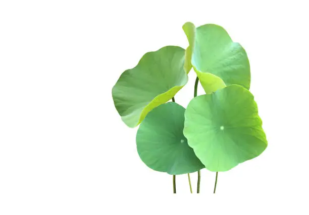 Waterlily or lotus leaf isolated on white background with clipping paths.