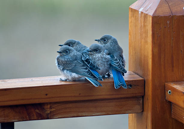 Quatre bébés oiseaux dans la matinée - Photo