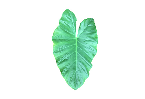 tropical elephant ear leaf or taro leaf and heart of Jesus leaf isolated on white background with clipping paths.