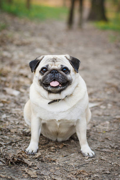 An adorable cute pug puppy