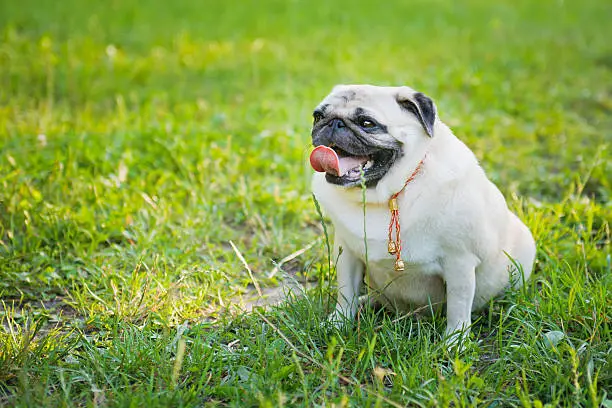 Little fat pug sitting on a grass in summer park