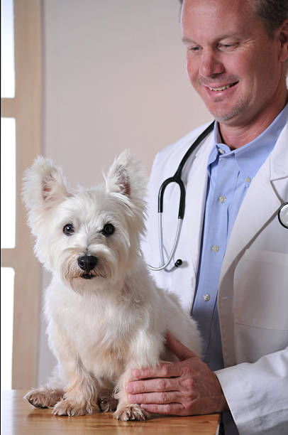 istock West Highland Terrier at the Veterinarian's Office 175522248