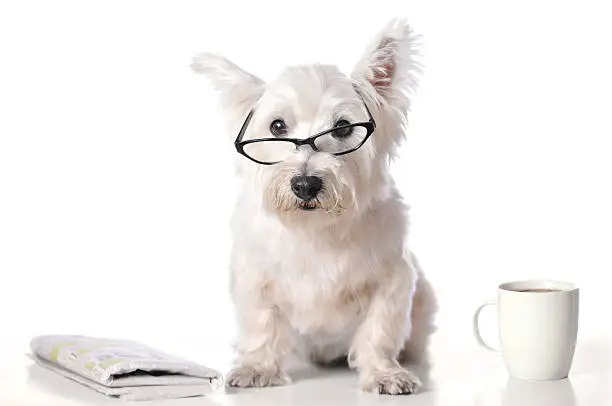 Humorous image of a mature West Highland Terrier wearing reading glasses. He is ready to read his morning newspaper and drink his cup of coffee. The dog is making eye contact and has an adorable expression. The dog is sitting on a white reflective table with a white background. 