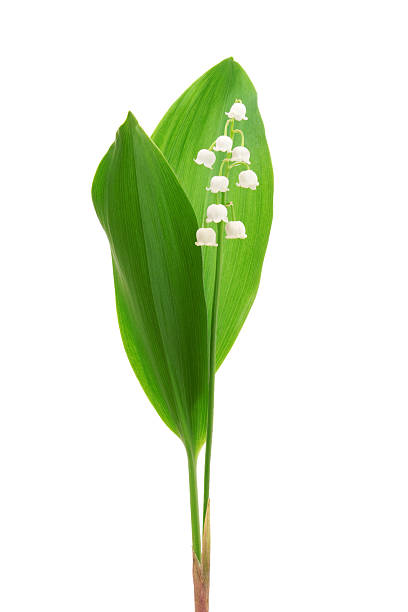 Lily of the valley stock photo