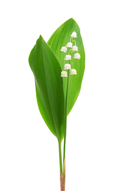 lily of the valley - plant macro studio shot outdoors стоковые фото и изображения