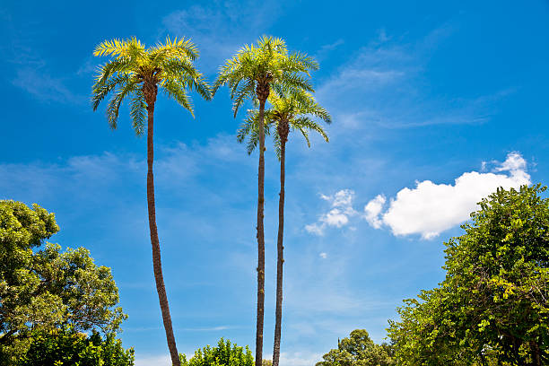 This image shows palm trees against stormy clouds at sunset time in Southern California.