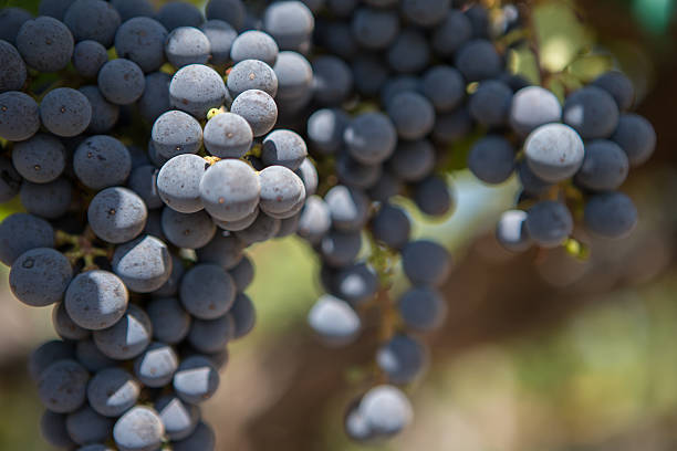 istock Napa Valley Grapes in a Vinyard 175522463