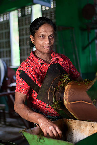 istock Tamil tea pickers, Sri Lanka 175522557
