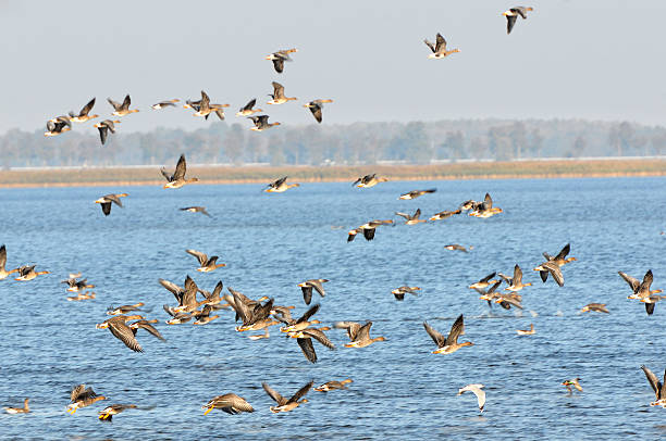 stormo di oca selvatica durante la migrazione autunno al lago (germania) - vogelzug foto e immagini stock