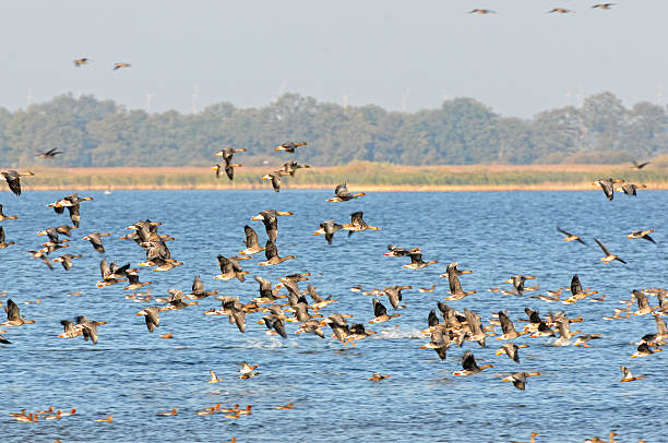 bando de ganso-bravo no outono migração pelo lago (alemanha) - vogelzug imagens e fotografias de stock