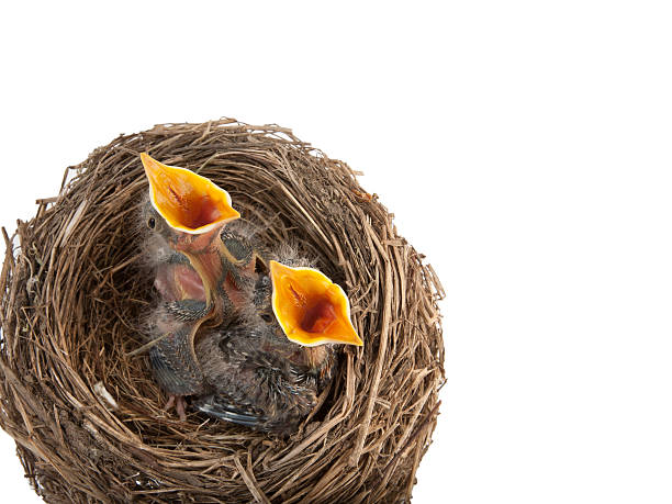 istock Baby birds hungry for dinner 175522713