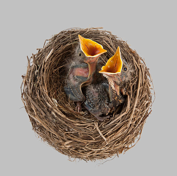 아기 새 시장하십니까 저녁 - dependency animal nest robin bird 뉴스 사진 이미지