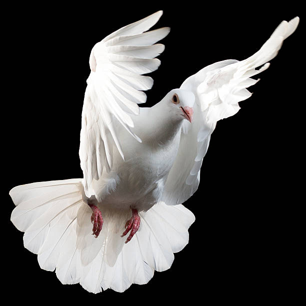 istock White pigeon isolated on black 175522735