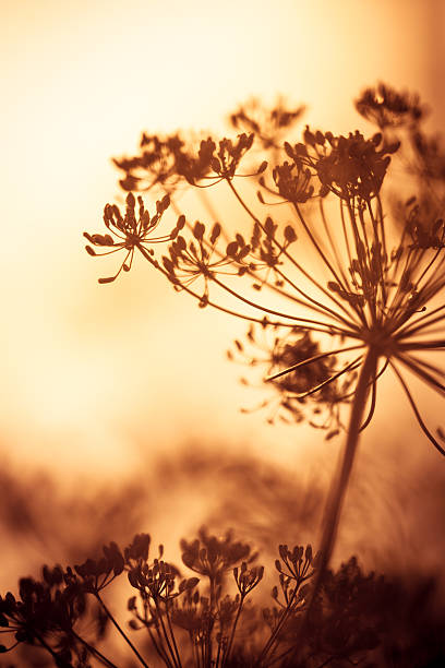 istock Wildflowers in the autumn 175522782