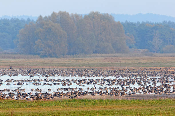 bando de ganso-bravo no outono migração pelo lago (alemanha) - vogelzug imagens e fotografias de stock