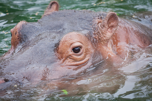 Water swimming hippo, showing only the face. Hippopotamus face closeup