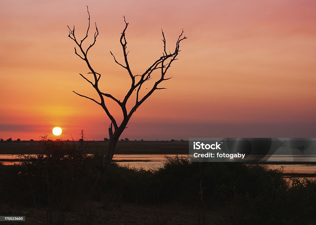 African Sunset Sunset in the Chobe National ParkSee my other pictures from Africa Africa Stock Photo