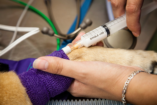 Veterinarian is vaccinating a small dog against rabies in the animal hospital.
