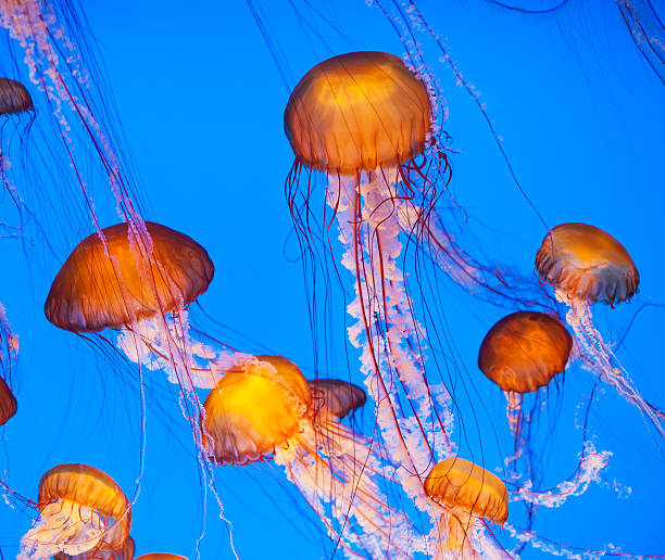 medusa - scyphozoan imagens e fotografias de stock